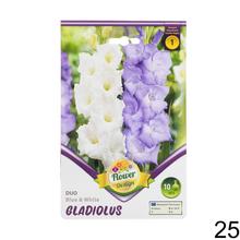 Zmes cibuľovín gladiolov v rôznych farbách.