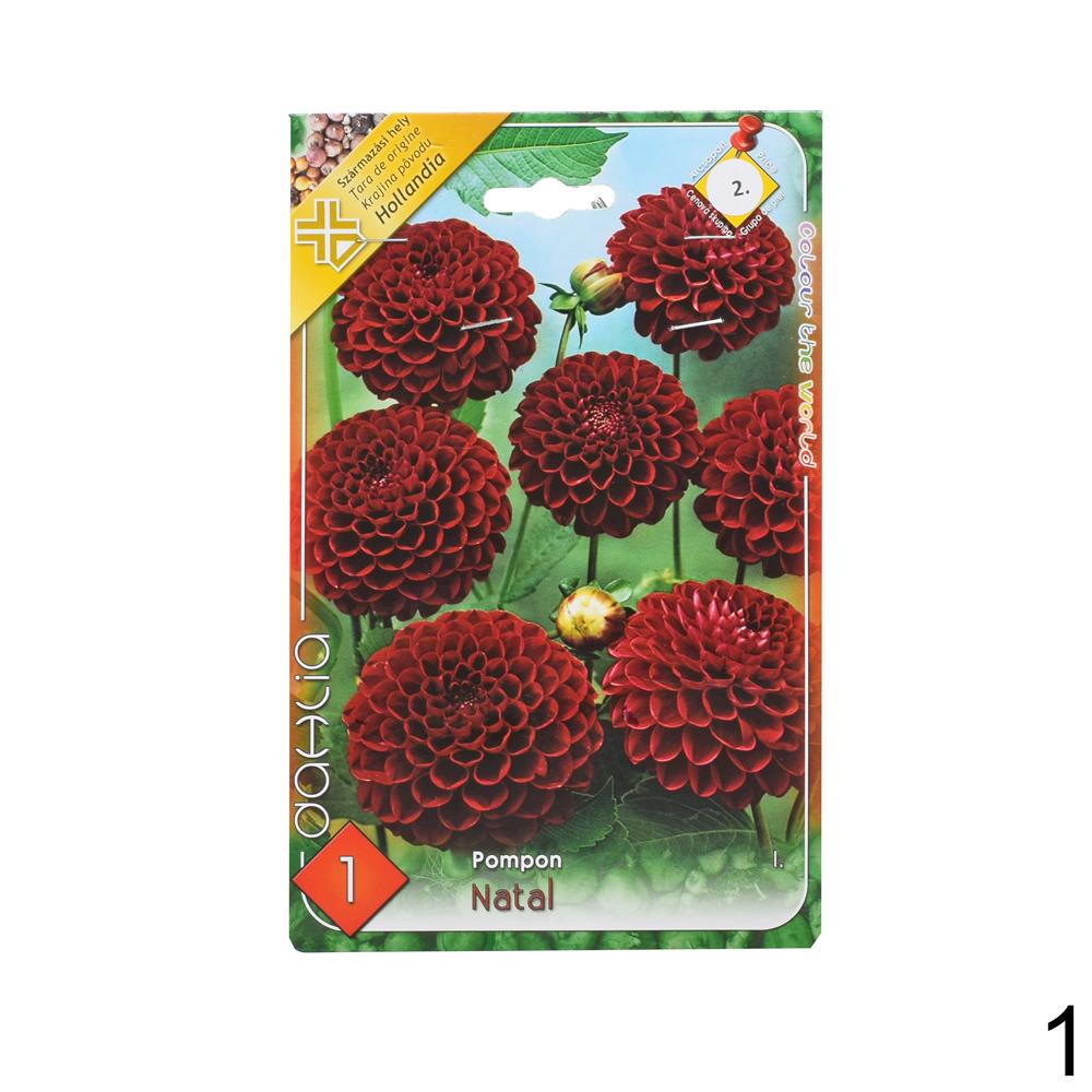 Zmes cibuľovín Dahlia pompon.