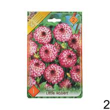 Zmes cibuľovín Dahlia pompon.