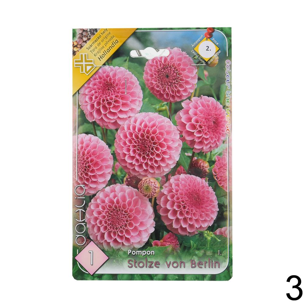 Zmes cibuľovín Dahlia pompon.