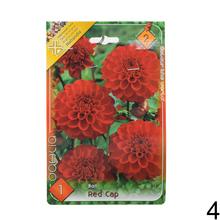 Zmes cibuľovín Dahlia pompon.