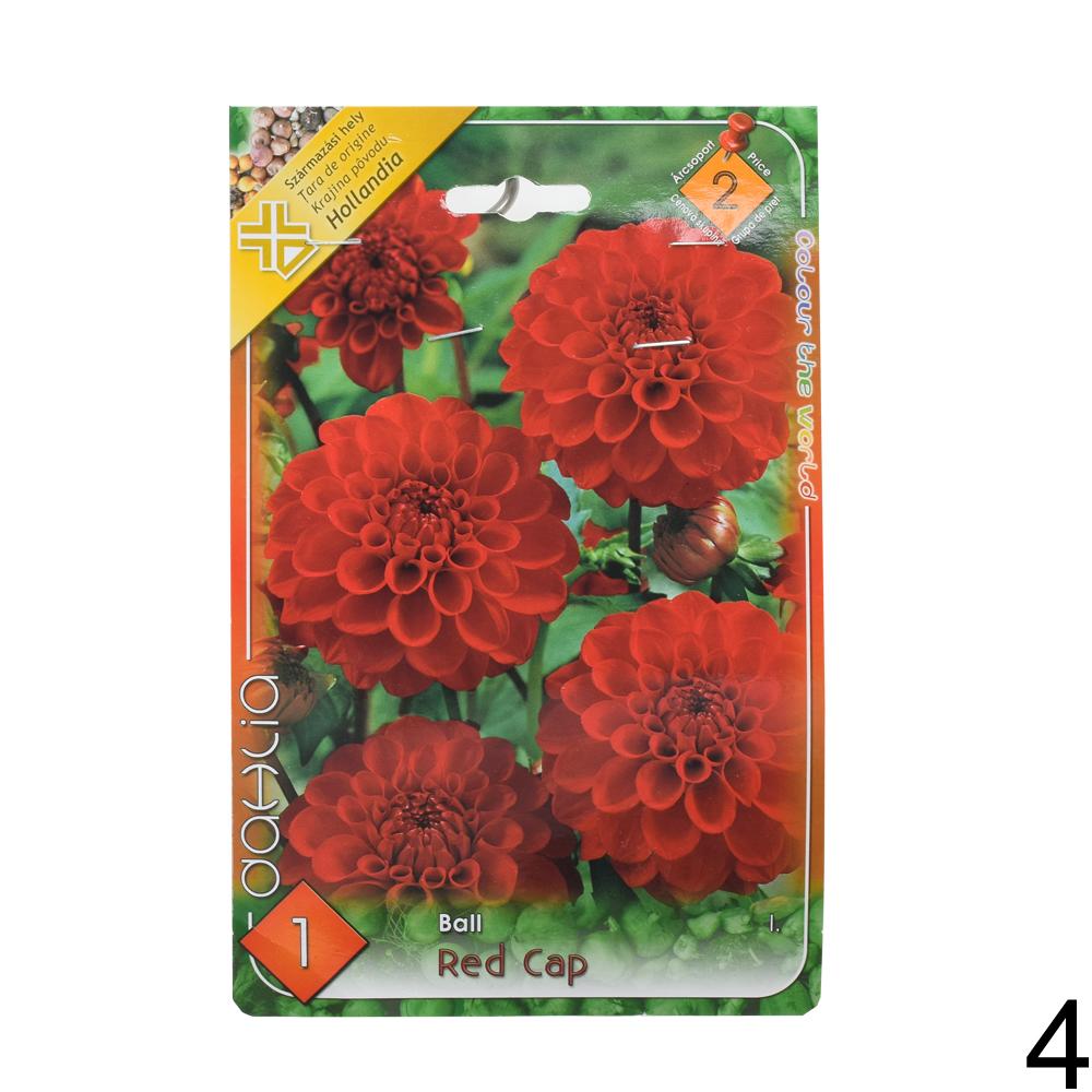 Zmes cibuľovín Dahlia pompon.