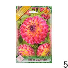 Zmes cibuľovín Dahlia pompon.