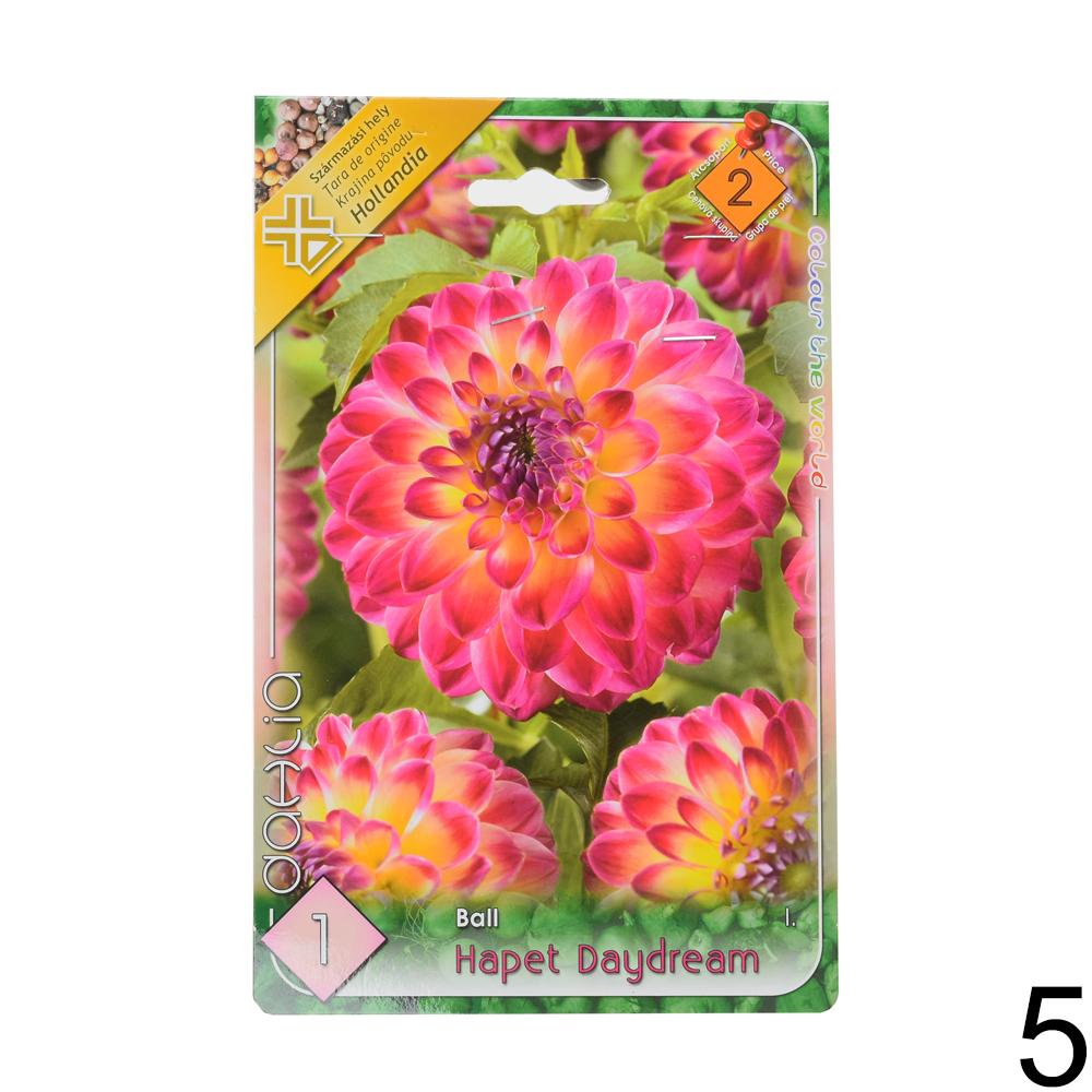 Zmes cibuľovín Dahlia pompon.