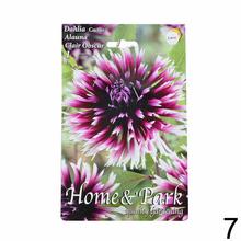 Zmes cibuľovín Dahlia pompon.