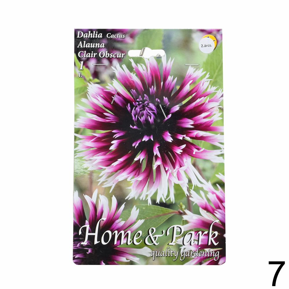 Zmes cibuľovín Dahlia pompon.