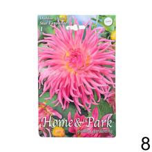 Zmes cibuľovín Dahlia pompon.