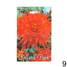 Zmes cibuľovín Dahlia pompon.