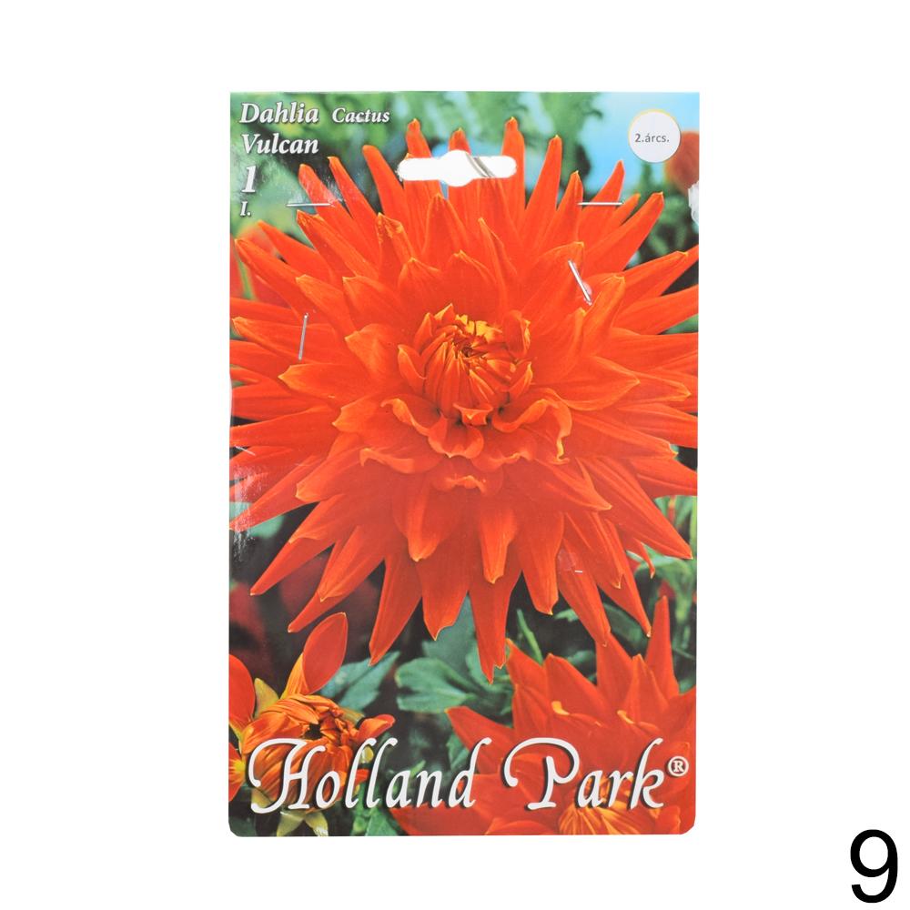 Zmes cibuľovín Dahlia pompon.