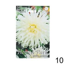 Zmes cibuľovín Dahlia pompon.