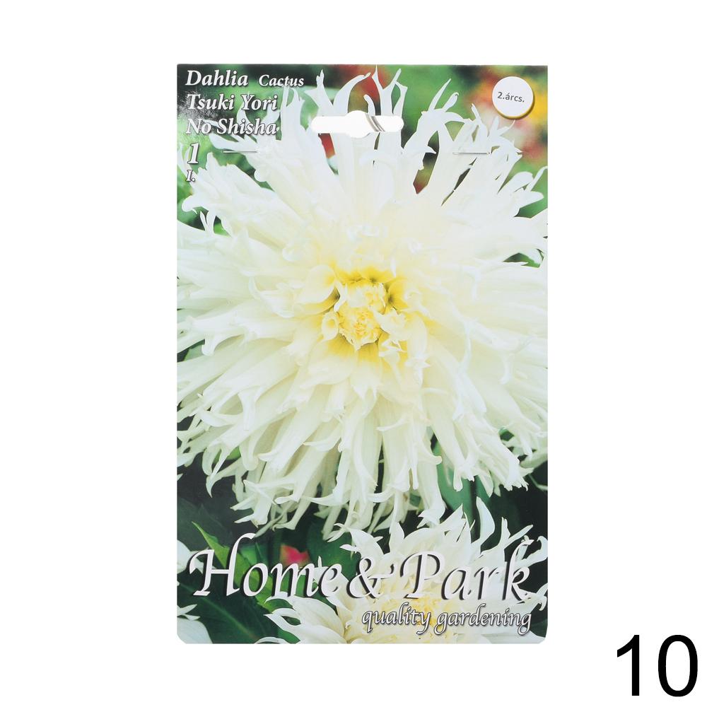 Zmes cibuľovín Dahlia pompon.