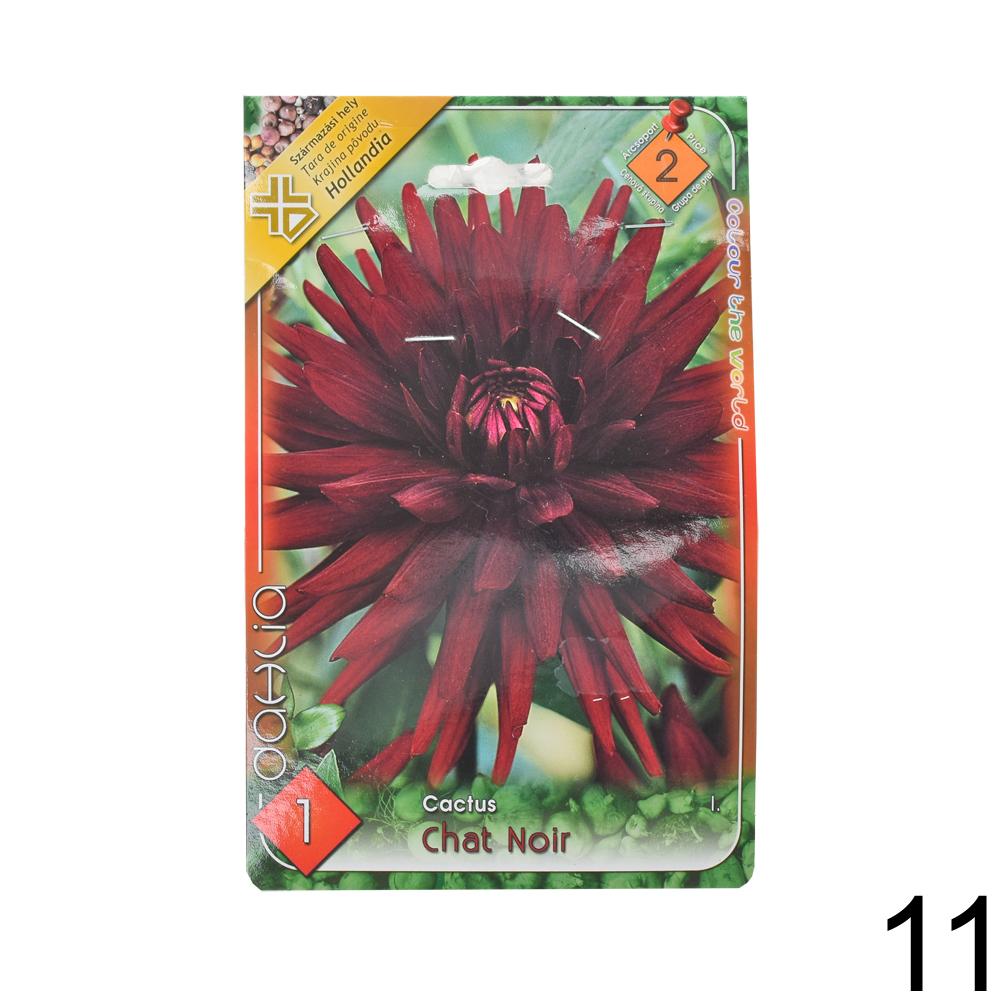 Zmes cibuľovín Dahlia pompon.