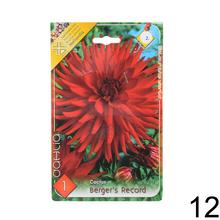 Zmes cibuľovín Dahlia pompon.