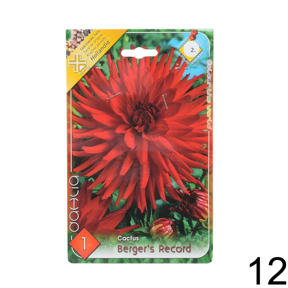 Zmes cibuľovín Dahlia pompon.