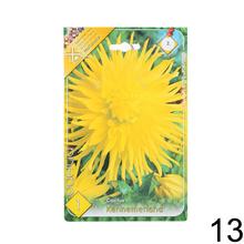 Zmes cibuľovín Dahlia pompon.