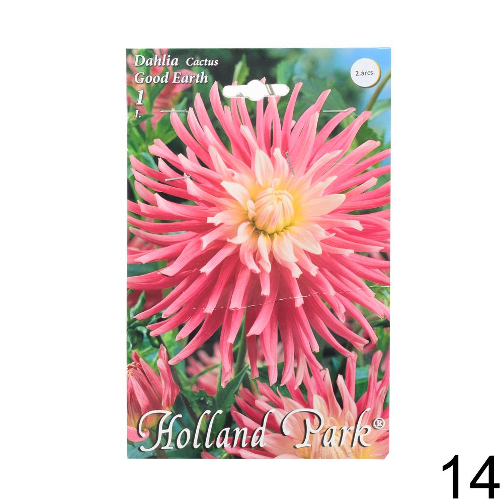 Zmes cibuľovín Dahlia pompon.