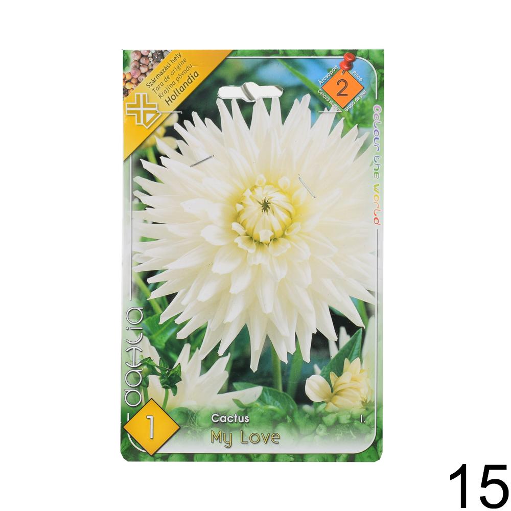 Zmes cibuľovín Dahlia pompon.