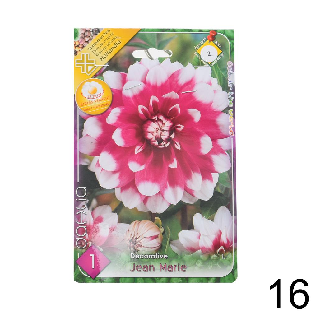 Zmes cibuľovín Dahlia pompon.