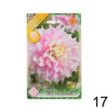 Zmes cibuľovín Dahlia pompon.