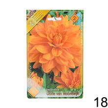 Zmes cibuľovín Dahlia pompon.