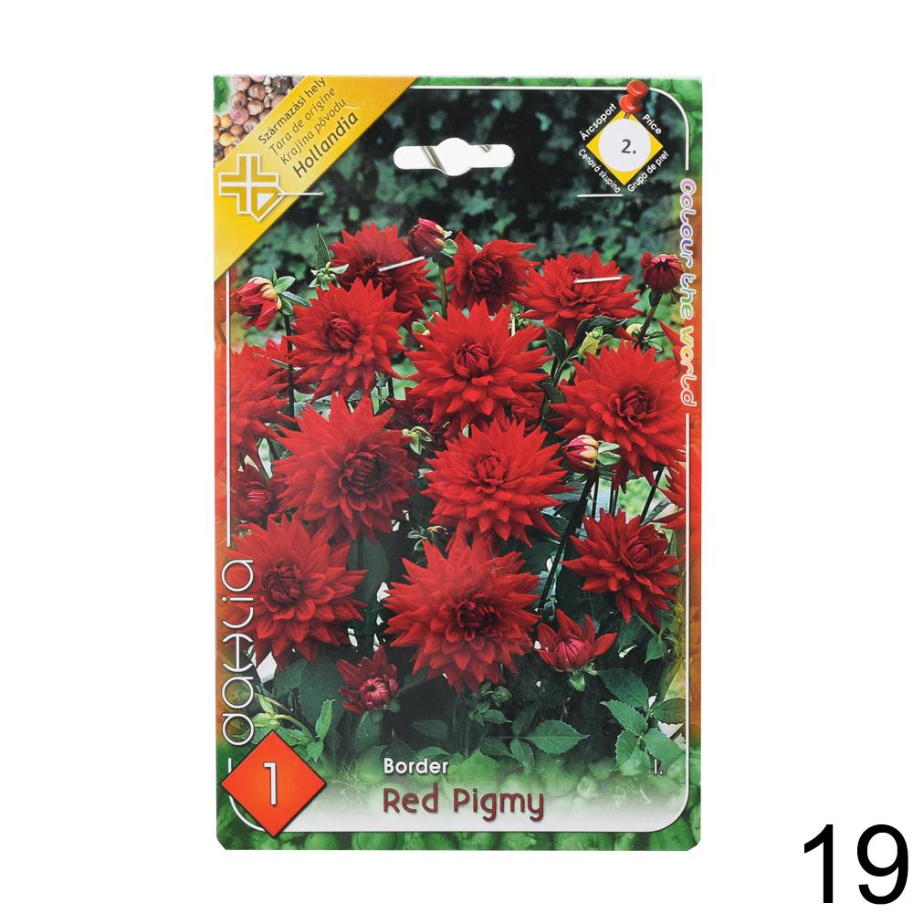 Zmes cibuľovín Dahlia pompon.