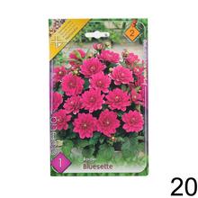 Zmes cibuľovín Dahlia pompon.