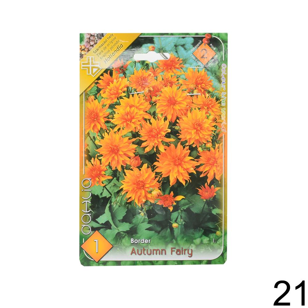 Zmes cibuľovín Dahlia pompon.