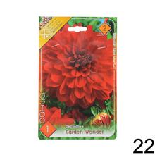 Zmes cibuľovín Dahlia pompon.