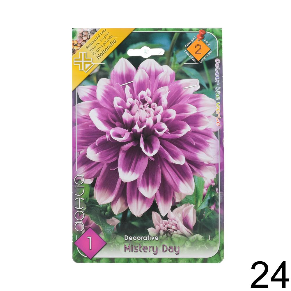 Zmes cibuľovín Dahlia pompon.