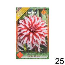 Zmes cibuľovín Dahlia pompon.