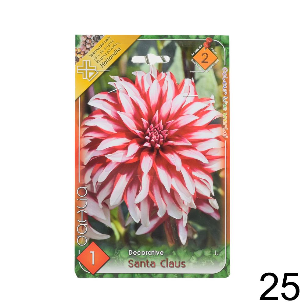 Zmes cibuľovín Dahlia pompon.