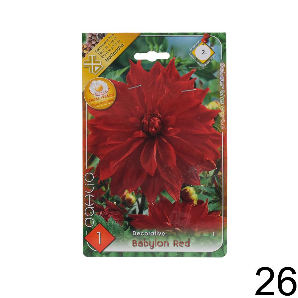 Zmes cibuľovín Dahlia pompon.