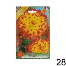 Zmes cibuľovín Dahlia pompon.