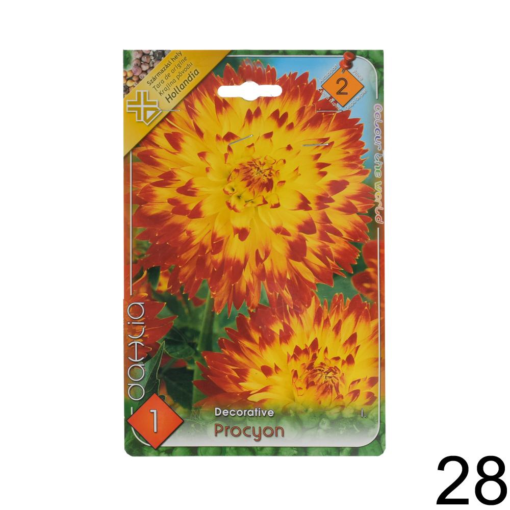 Zmes cibuľovín Dahlia pompon.