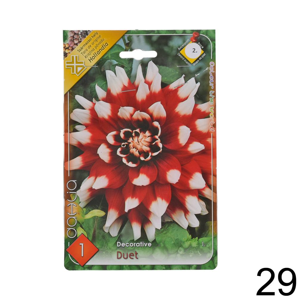 Zmes cibuľovín Dahlia pompon.