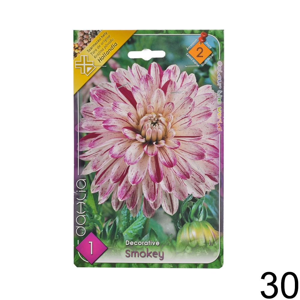 Zmes cibuľovín Dahlia pompon.