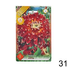 Zmes cibuľovín Dahlia pompon.