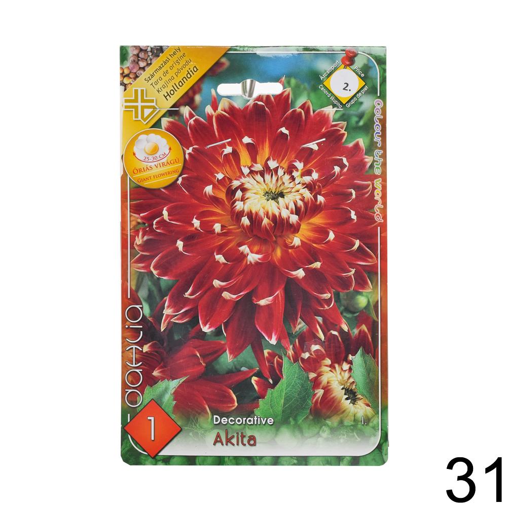 Zmes cibuľovín Dahlia pompon.