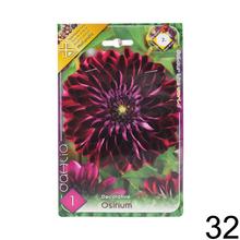 Zmes cibuľovín Dahlia pompon.