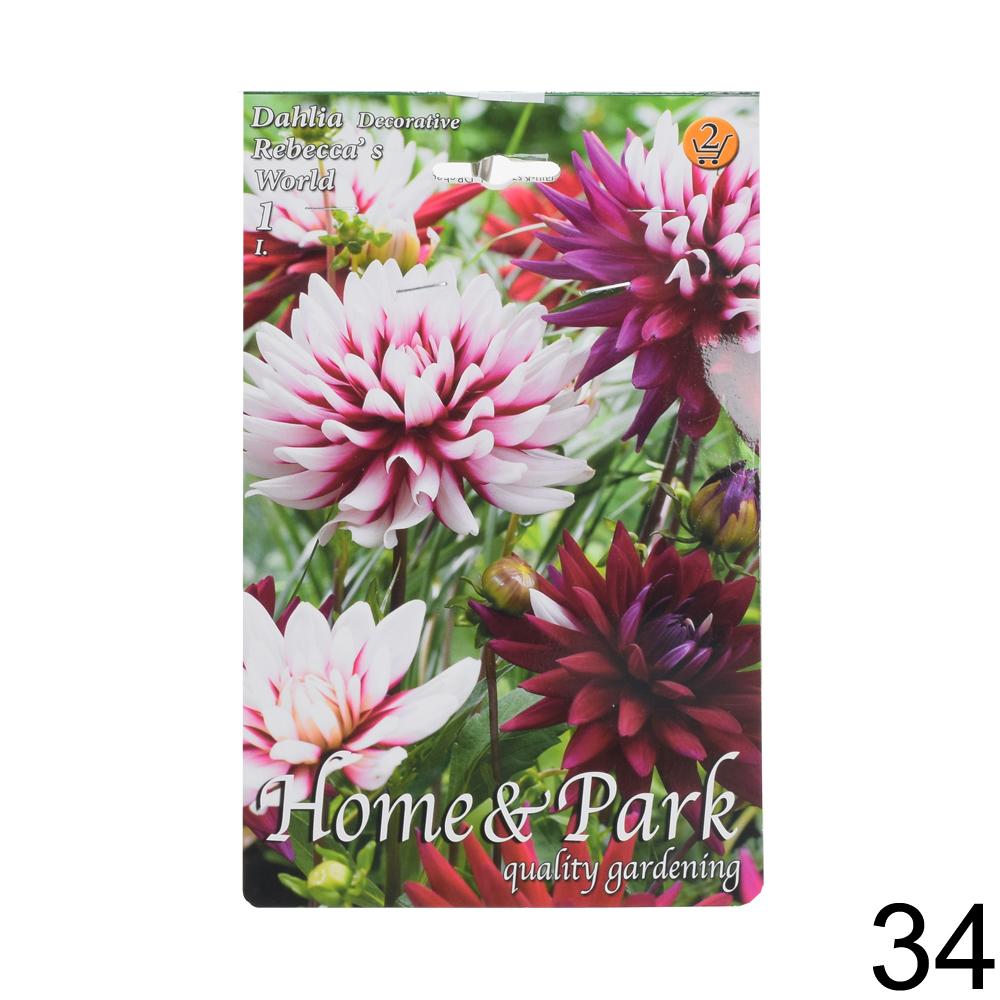 Zmes cibuľovín Dahlia pompon.