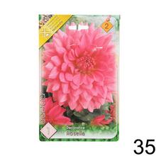 Zmes cibuľovín Dahlia pompon.