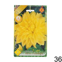 Zmes cibuľovín Dahlia pompon.