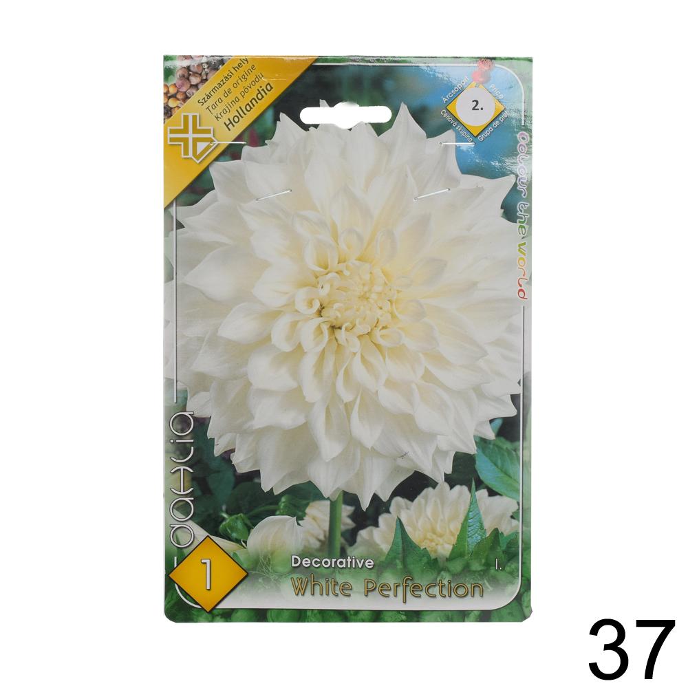 Zmes cibuľovín Dahlia pompon.