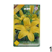 Cibuľoviny LALIA asiatic žltá a oranžová