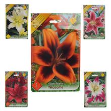 ĽALIA asiatic MIX  - FLORASYSTEM