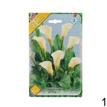 Zantedeschia mix s rôznymi farbami kvetov.