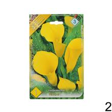 Zantedeschia mix s rôznymi farbami kvetov.