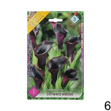 Zantedeschia mix s rôznymi farbami kvetov.