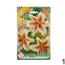 Sada cibúľ LALIA MIX s rôznymi farbami kvetov.