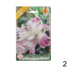 Sada cibúľ LALIA MIX s rôznymi farbami kvetov.